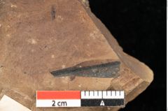 Foto (Detailsansicht) von Quercus palaeoilex Ettingshausen (NHMW-GEO-2024-0188-0972)